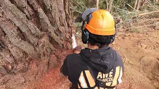 NZ Tree Felling - Massive old man pine