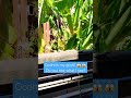 Is it a dangerous snake? #snake #animals #viral #shortvideo #sleep #shorts
