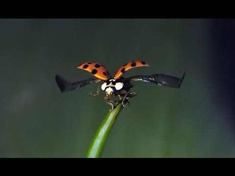 Video: Hoe Lyk 'n Lieveheersbeestjie