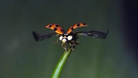 Lieveheersbeestje vliegt in slow motion -COOL!!