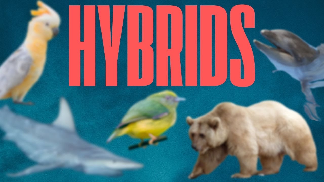 Incredible Hybrid Animals - Wholphins, Grolar Bears, Ligers and More