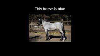 Lets Confuse The Non-Equestrians Pt.1