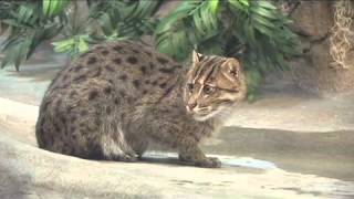 Denver Zoo Fishing Cat Moves Into New Home at Toyota Elephant Passage