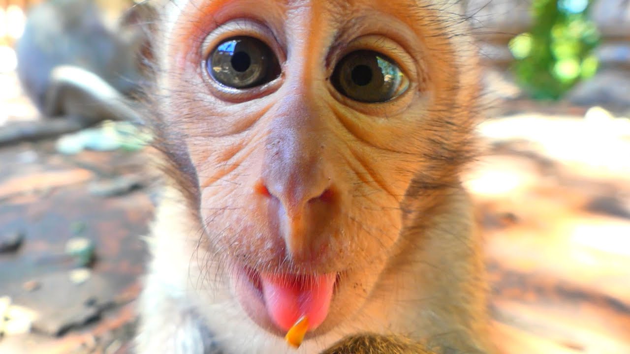 Cute and very smart baby monkey