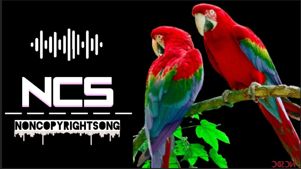 Bird Sound | Birds Chirping Copyright Free | Morning Birds Sound for youtube Videos | Download free