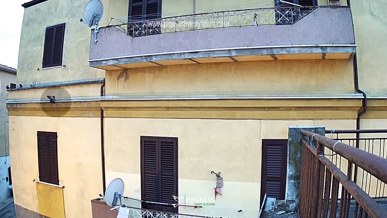 Dissuasori Per Piccioni Bricoman Of Dissuasore Per Piccioni E Volatili Pigeonfreesystem