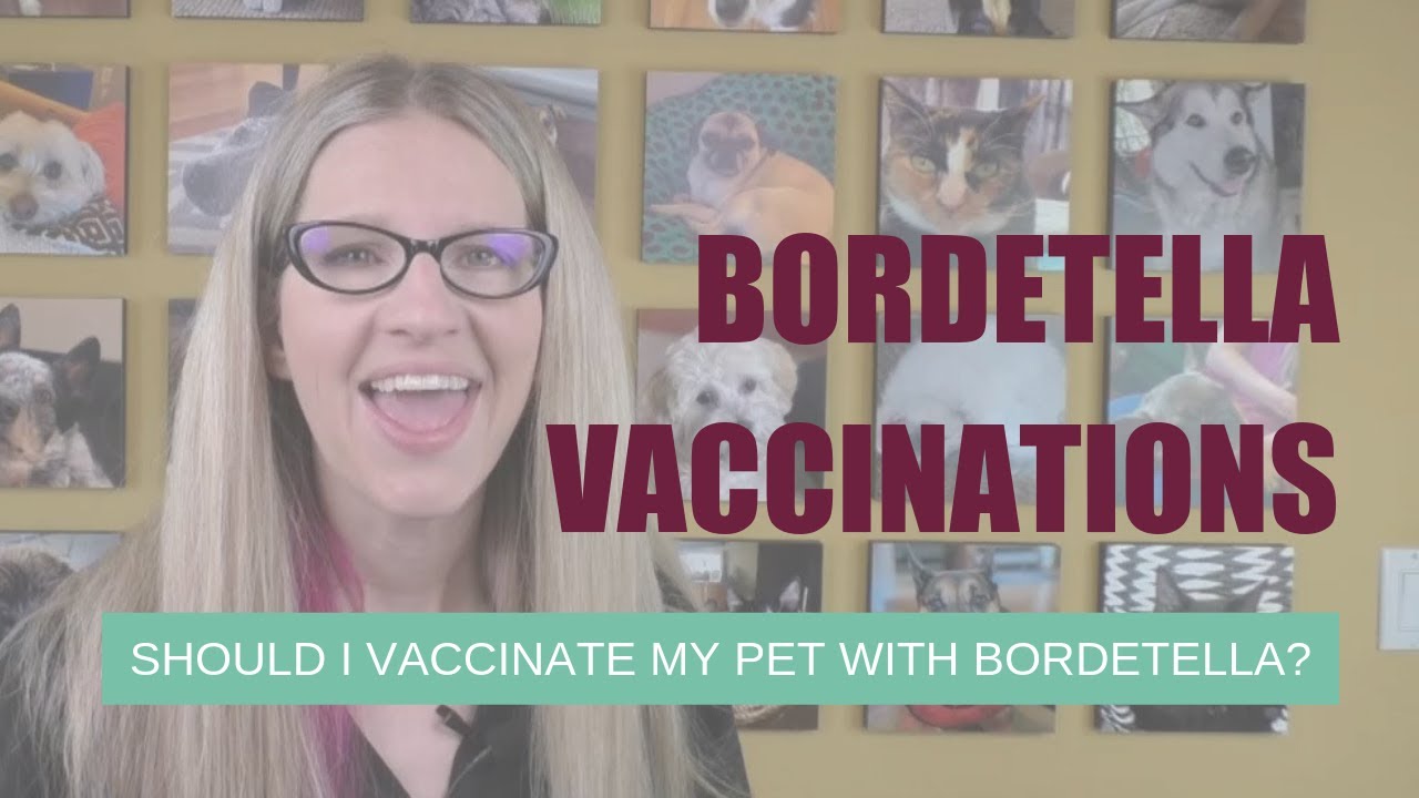 Should I Vaccinate My Dog With The Bordetella Vaccine Ask Dr Angie Should I Vaccinate My Dog With The Bordetella Vaccine Ask Dr Angie