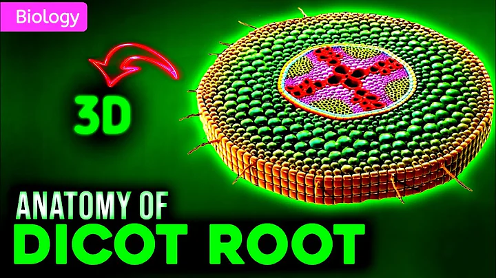 INTERNAL STRUCTURE OF DICOT ROOT || 3D ANIMATION ||