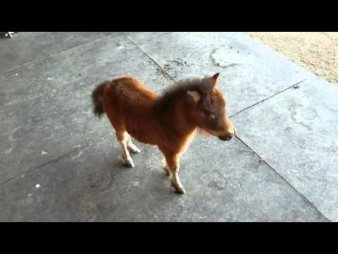 Baby miniature horse chasing me