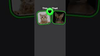 cat memes funny automobile butifyoucloseyoureyes cutememes haveitoldyoulatelythatiloveyou Thw