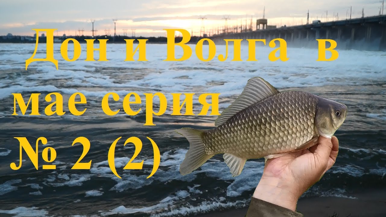 Волга дон рыба волгодонск