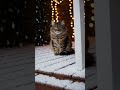 Fluffy Tabby Cat on Snowy Porch ❄️🐱 | Cozy Christmas Lights #Shorts #Cat #CatShorts #PetShorts