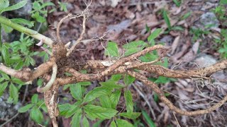 한 뿌리에 수천만원에서 1억원에 거래가 된 약초식물!!
