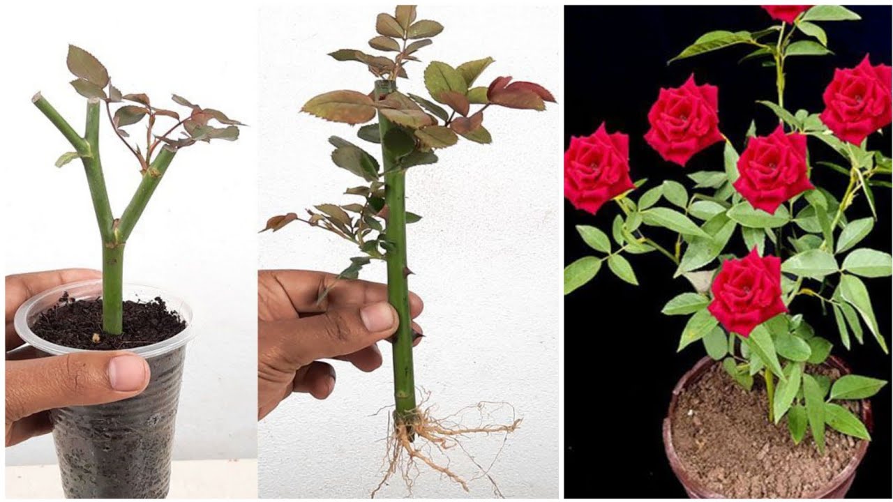 How to grow rose from cuttings Easy way to grow rose from cutting 