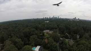 Red Tail Hawk almost attacks my DJI Phantom. Atlanta, GA Buckhead in the background
