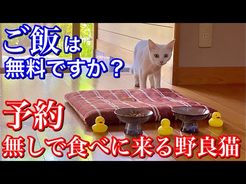 【野良猫のめまるちゃん】 いつもふらっと立ち寄る可愛いお客さん