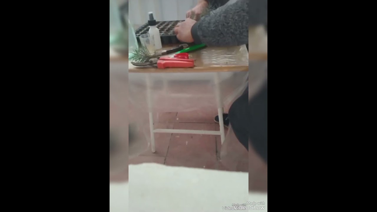 Mavi şam çiliklərimizi kökləndirmək üçün 2 ci mərhələ (Qalıboy yel) (Kirimskaya) (Mavi ladin)