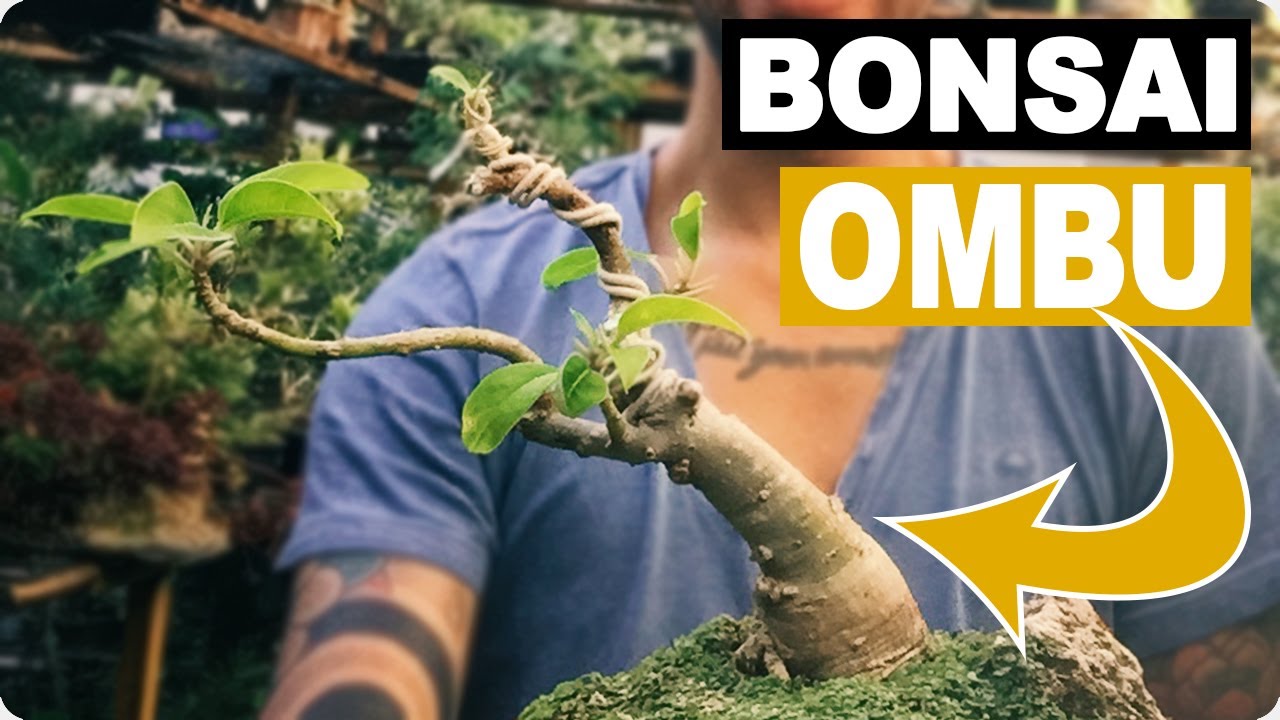 ¿Cómo cuidar un Bonsai de Ombú?