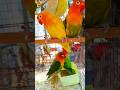 বাগুইআটি সখের হাট #kolkatabirdmarket #lovebirds #baguihati #birdsmarket #birds #shortsfeed #foryou
