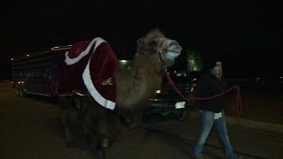 Camel draws crowds at Nativity scene in small US town