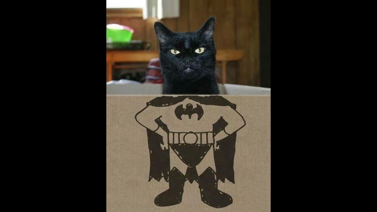 Кот бэтмен