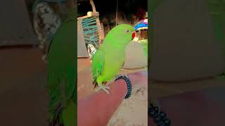 Raw parrot | Parrot talking #parrot #shortsfeed #youtubeshorts #talkingparot #funny #parrottalking