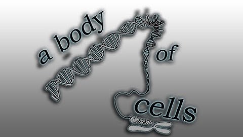 A Body of Cells
