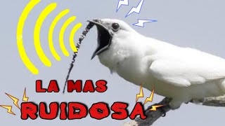 El Pájaro MÁS Ruidoso del Mundo 🐦 🔊 ¡No Podras Creerlo! 🤯