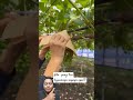 ada yg tau tujuannya supaya apa?? #farming #fruit #garden