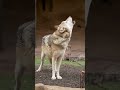Happy howl at the moon season 🌙