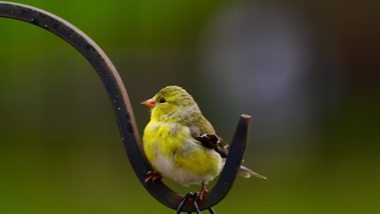 Bird movie Cat tv Dog tv Videos for cats Video for dogs 4 hours