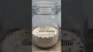I Made a Desert Terrarium From Infested Flour!