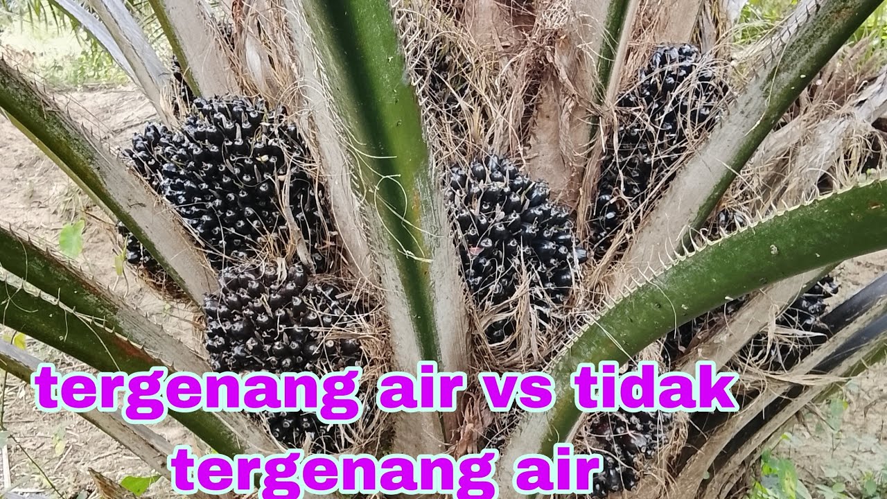 PERBEDAAN POHON SAWIT YG SERING TERGENANG AIR DAN POHON SAWIT YG TIDAK SERING TERGENANG AIR