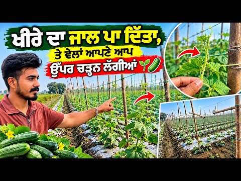 Khira Da Jaal Paa Ditta 🌱🥒 Te Bella Apne Aap Upar Chadan Lagia | Cucumber Farming