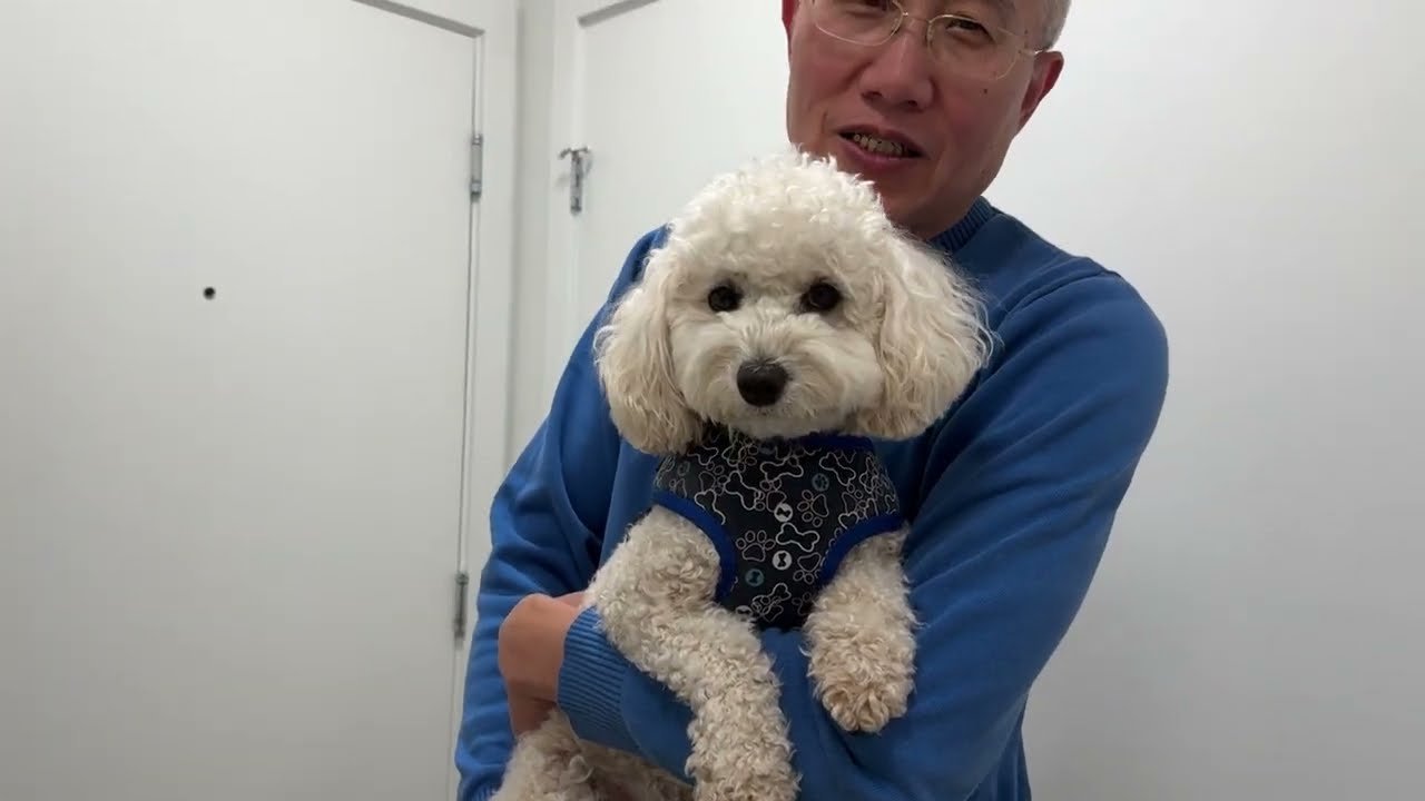 陪狗娃需要耐心 小Callie爱爹妈 性格好