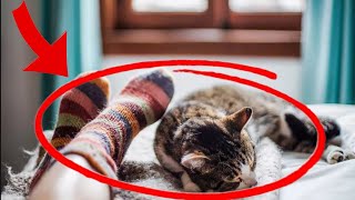 😺6 cute reasons why your cat sleeps at your feet. Why cats sleep in their feet by LIFE OF CATS 898 views 3 weeks ago 6 minutes, 7 seconds