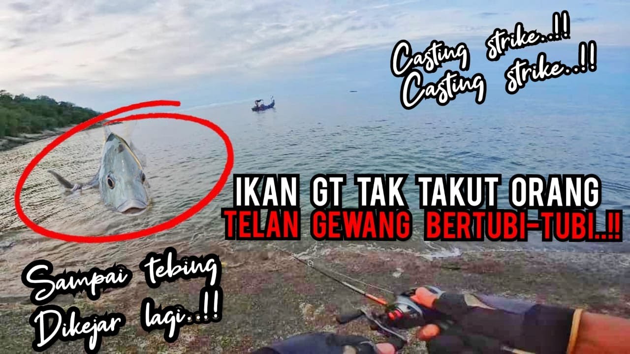 SPECIES YANG TIDAK TAKUT DENGAN MANUSIA..!! SPOT KAKI TEBING #vloq154