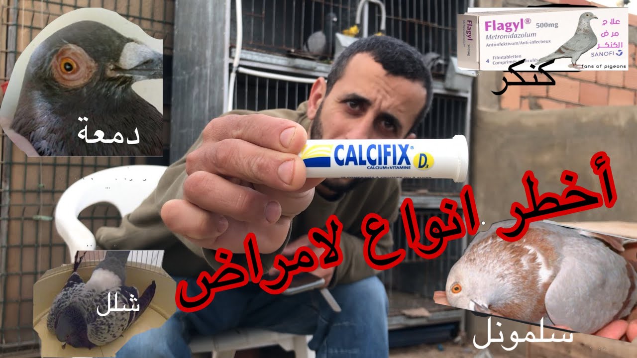 علاج الحمام بالأدوية البشرية أحسن لأدوية +علاج ؤنث من مرض شلل