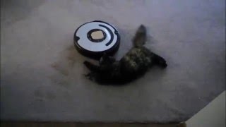 Roomba Cats  Compilation