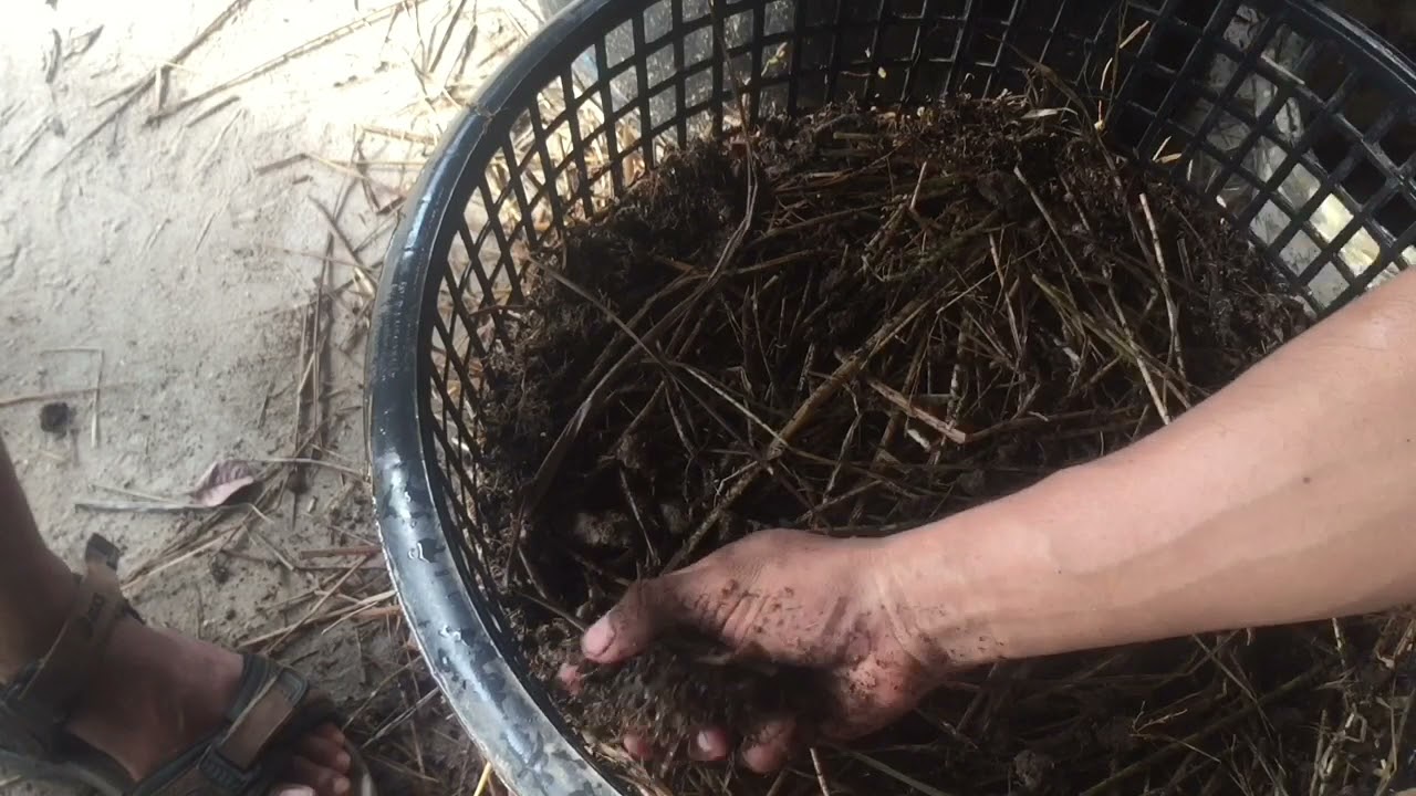 របៀប​ដាំ​ផ្សិត​ចំបើង​ក្នុង​ជាល​ពី​ដើម​រហូត​ដល់​បេះ