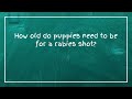 How old do puppies need to be for a rabies shot?