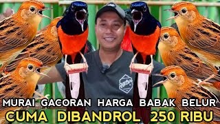 MURAI BATU GACORAN  250 RIBU.. CUMAN MAS INI BERANI JUAL HARGA BABAK BELUR  !!!