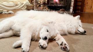 初めてのお泊りで寝るときも先住犬から離れない4ヶ月の子犬がかわいすぎました…