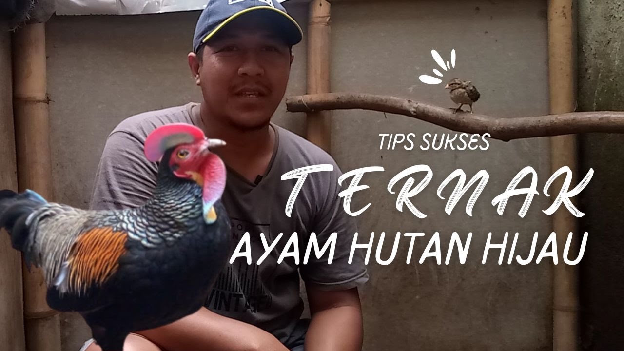 Kandang Ayam Hutan Hijau Sederhana Hasilkan Puluhan Juta Rupiah