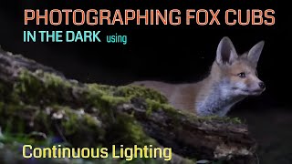Wildlife Photography/How To/Photographing Fox Cubs in the dark
