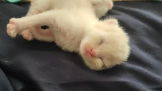 Extra smoll kitten being a cute baby | newborn kitten video | cute cat video