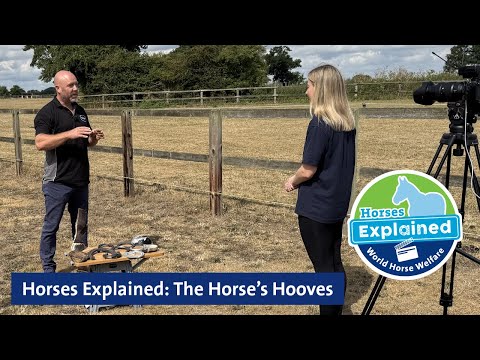 Horses Explained: The Horse’s Hooves thumbnail