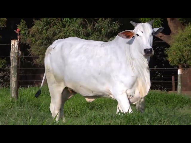 Lote 09   Leilão Virtual de Fêmeas Nelore RSAN