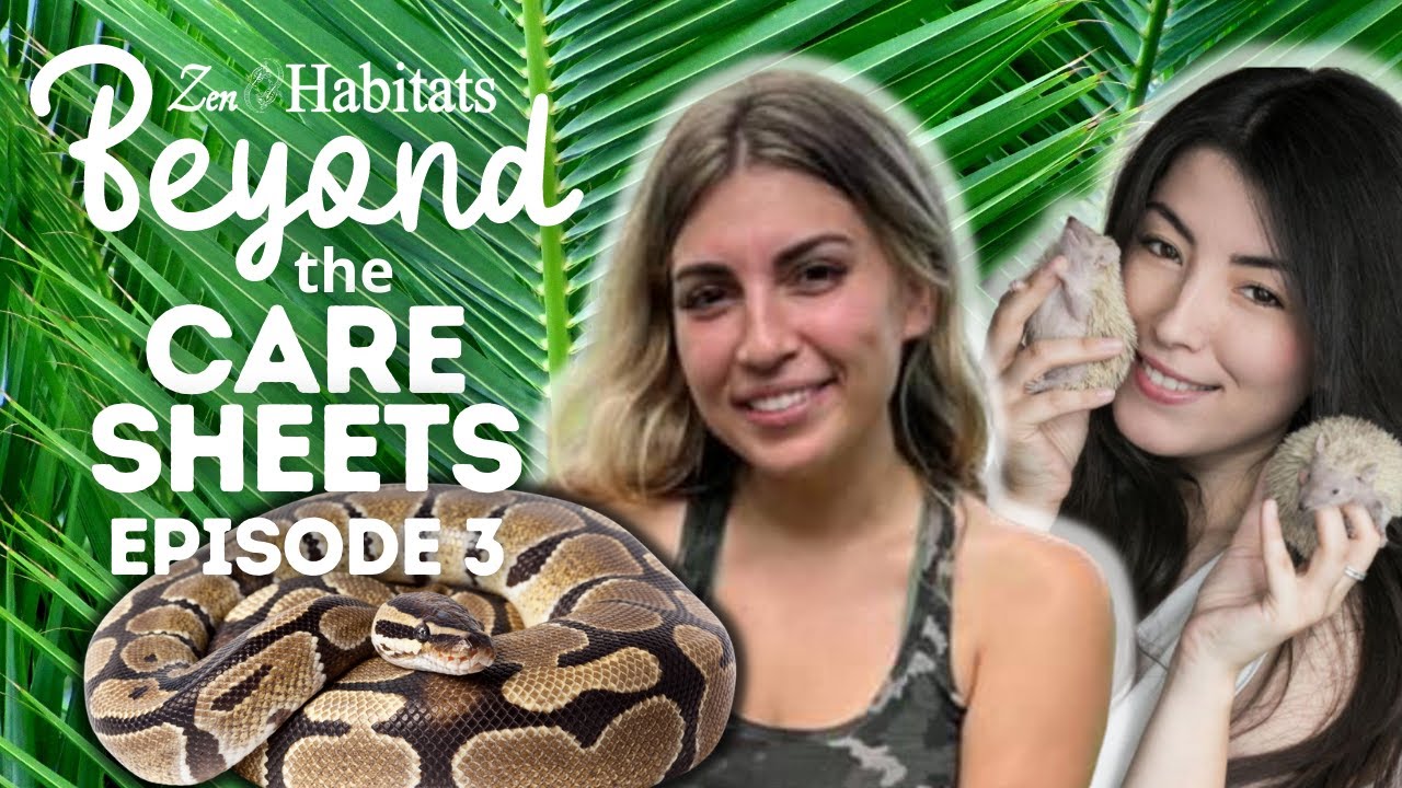 Beyond The Care Sheets with Gabby Nikolle & Emzotic | Ball Python Care | S1E3 - YouTube