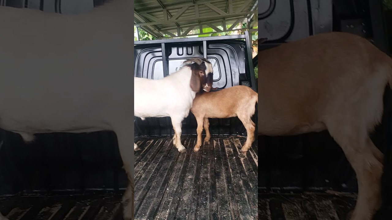 nyebar bibit kambing Boer 085854543899 